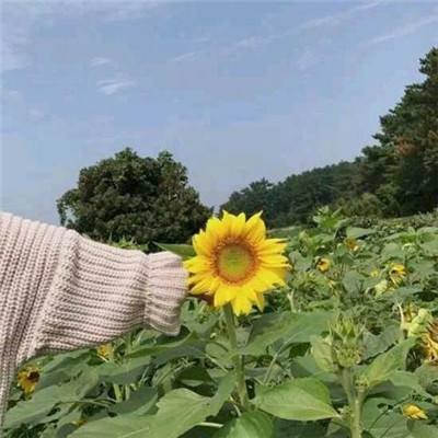 王者江湖手游官方下载