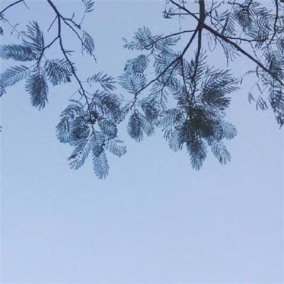 应用宝黄金裁决手游下载